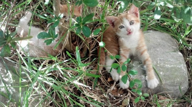 《全球拆弹者:国际电竞锦标赛进入白热化阶段》,拆弹技术